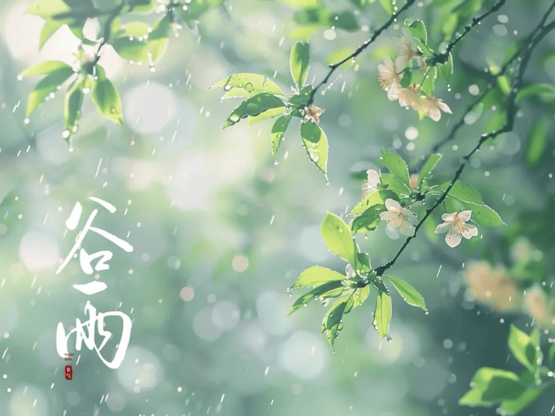 谷雨潤萬物，酥香寄深情